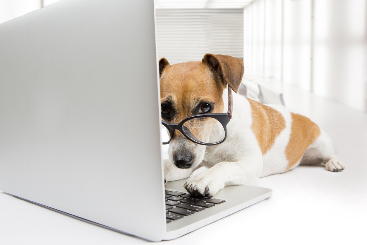 A small tan and white terrier dog is laying down with its paws on a laptop. The dog is wearing large, black-rimmed glasses and is looking at the camera. 