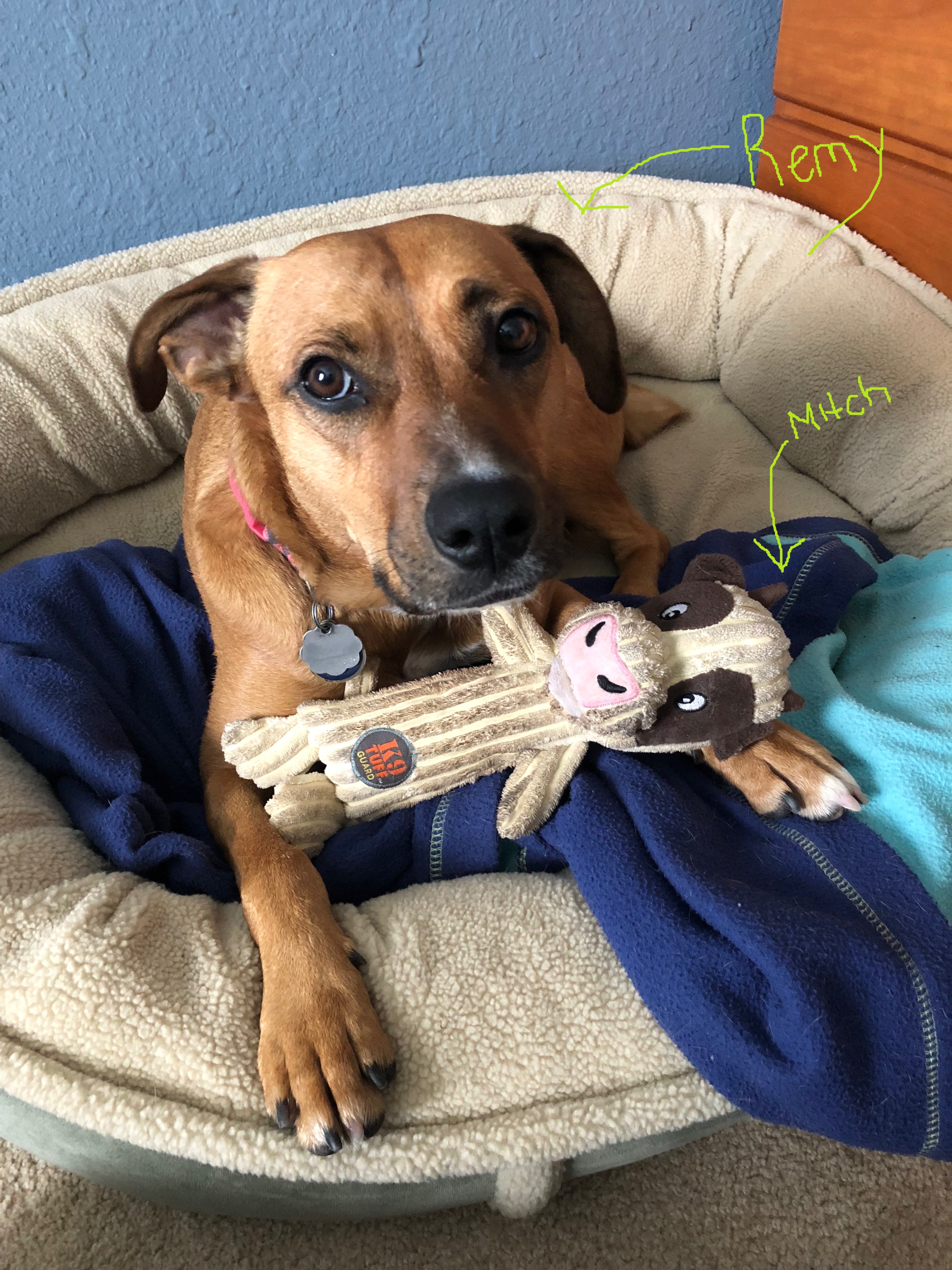 A medium-sized, tan mixed breed dog is laying on a fleecy dog bed. There is also a blue blanket and a stuffed animal cow dog toy in the dog-bed. 