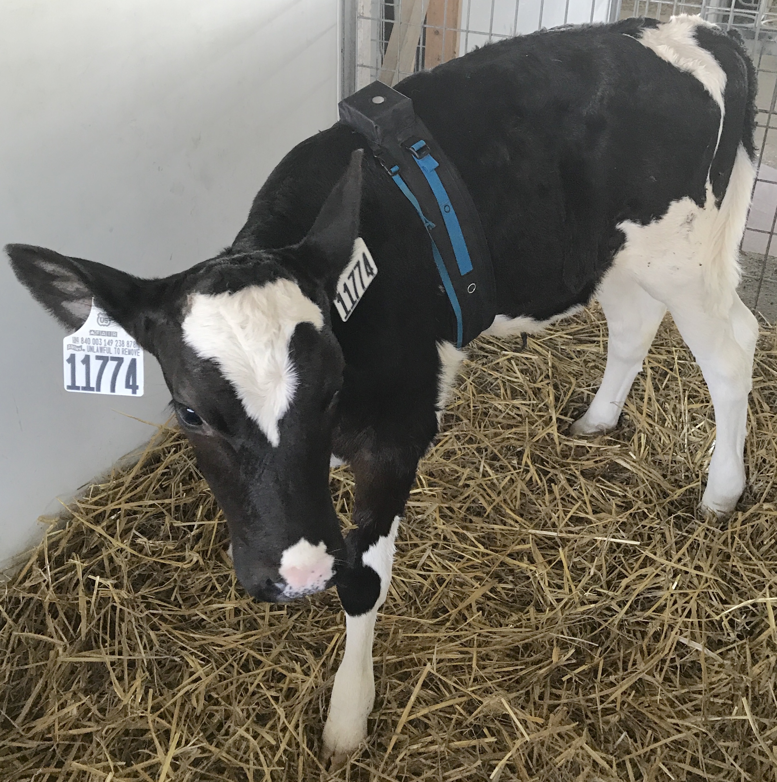 A holstein dairy calf is standing in it's stall. The floor of the stall is covered in straw. The calf is wearing a MeasureON! harness. 