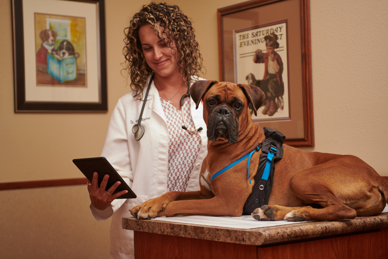 A boxer laying down on an exam table in a veterinary clinic. The veterinarian is standing behind the dog, smiling at a tablet in her hand. 