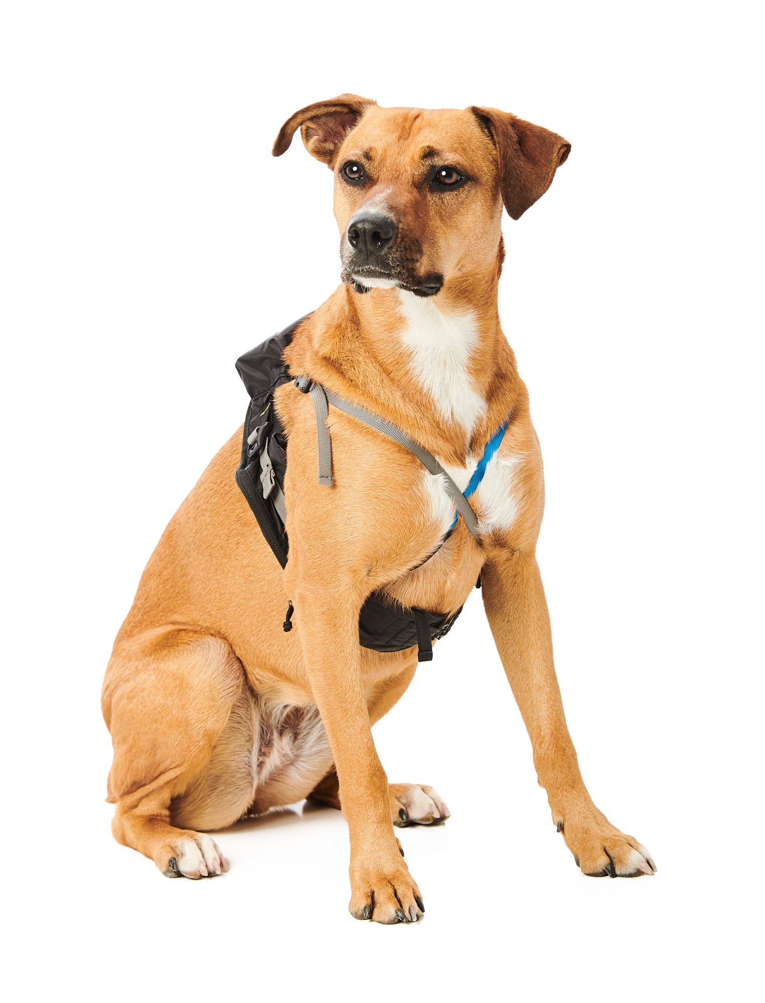 A boxer-mix dog sitting on the ground, wearing a MeasureON! harness. The dog is looking a little off to the side of the camera.