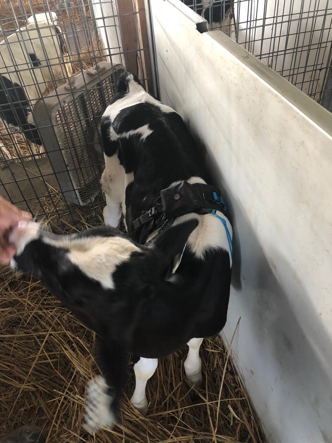 A young holstein calf (black and white splotches) , wearing a MeasureON! harness. 