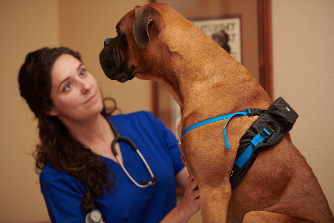  A boxer sitting on an exam table in a veterinary office, wearing a MeasureON! harness looks away from the camera to a veterinary technician, who is wearing blue scrubs and slightly out of focus. 