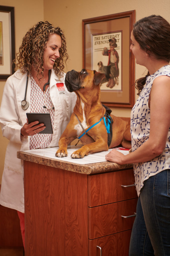 Boxer wearing a MeasureON! harness on an exam table in a veterinary office. The dog's owner is near the camera, while the dog is looking at the veterinarian on the far side of the exam table. 