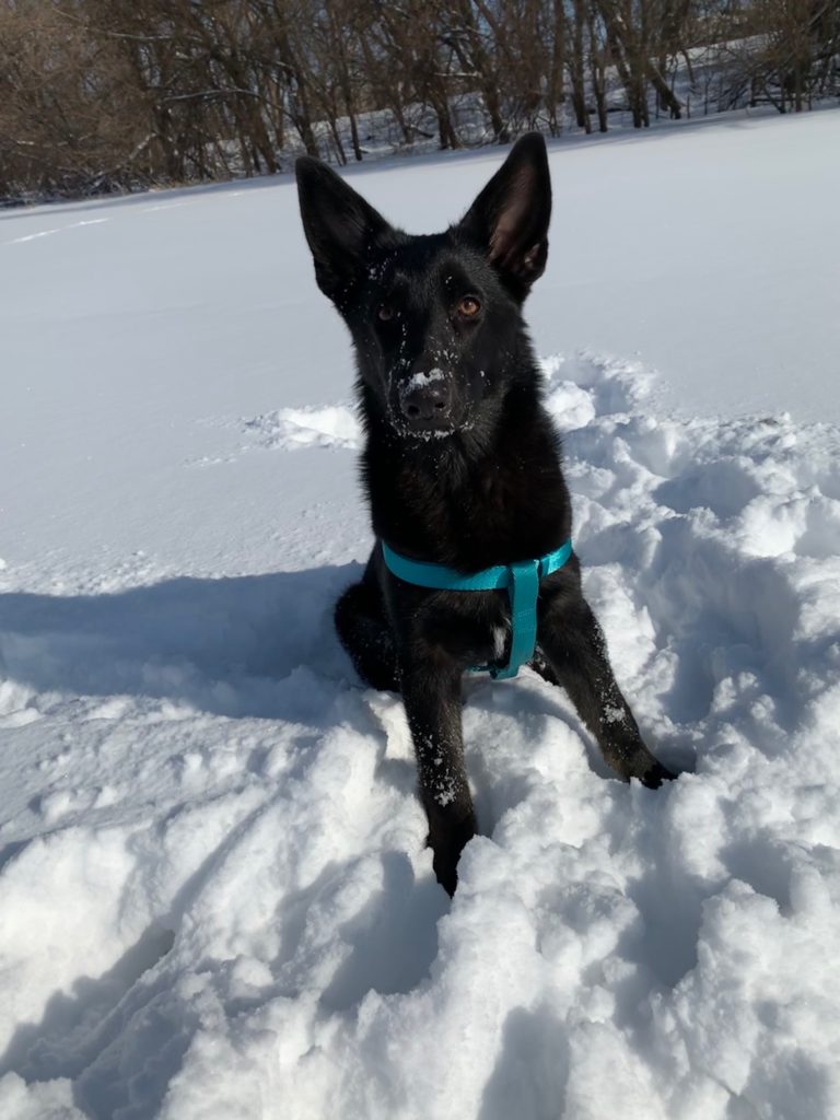 Black German Shepherd is wearing a teal harness and sitting in the snow, looking at the camera. 