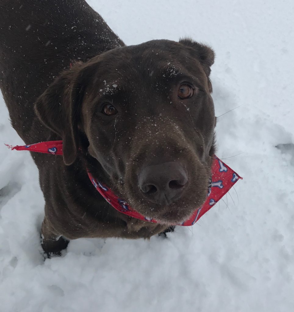 A chocolate lab standing in the snow, looking up at the camera. Snowflakes are visible on the dog. She is wearing a red bandana with white dog bones on it. 