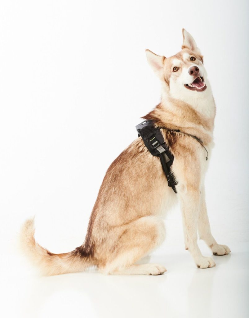 Husky sitting at an angle from the camera with its head tilted back, looking at the photographer. The dog is wearing a MeasureON! harness. 