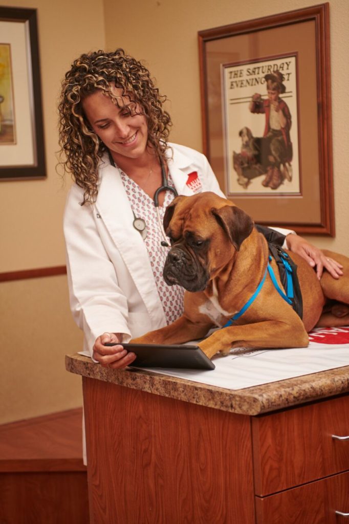 A boxer is laying down on an exam table in a veterinary clinic while wearing a MeasureON! harness. The veterinarian is wearing a white coat, stands behind the dog holding a tablet in front of the dog. Both the dog and veterinarian are looking towards the tablet. 