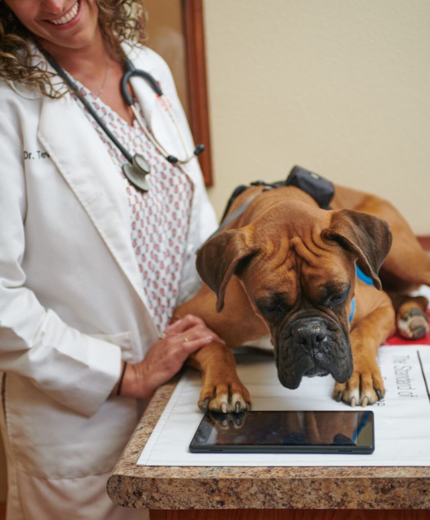 A boxer with a MeasureON! harness on is laying on an exam table looking at a tablet. The veterinarian is standing behind, smiling at the dog. 