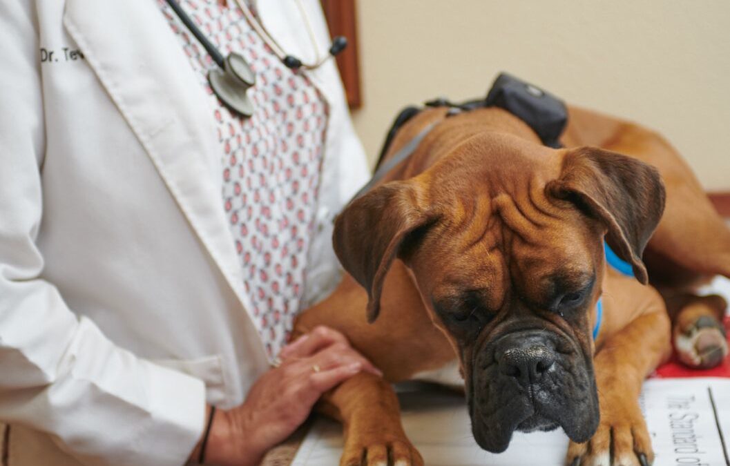 Dog in Modern Clinic