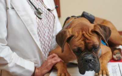 The Modern Vet Clinic – Three Major Steps to Modernizing Your Practice