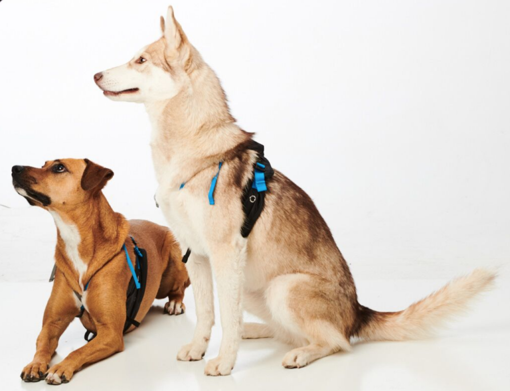 A tan mixed breed dog is laying down, facing the camera. A husky is sitting to the right of the first dog. Both dogs are wearing MeasureON! harnesses and looking towards the left. 