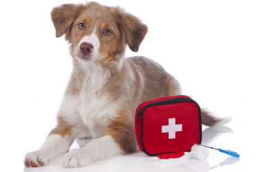 What is Pet-Vet?