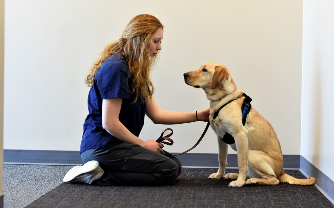 Veterinary professional with patient using the MeasureON! canine smart harness automatically monitoring a dog's temperature, heart rate, respiratory rate, ECG and activity level.