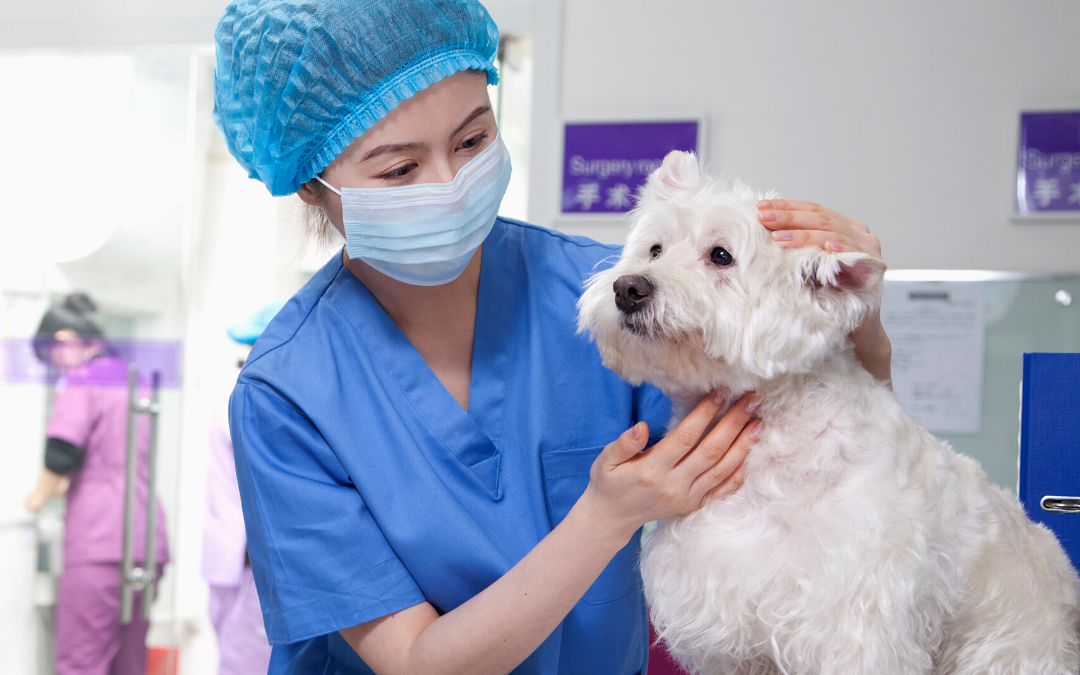 Veterinary-Client-Patient Relationship