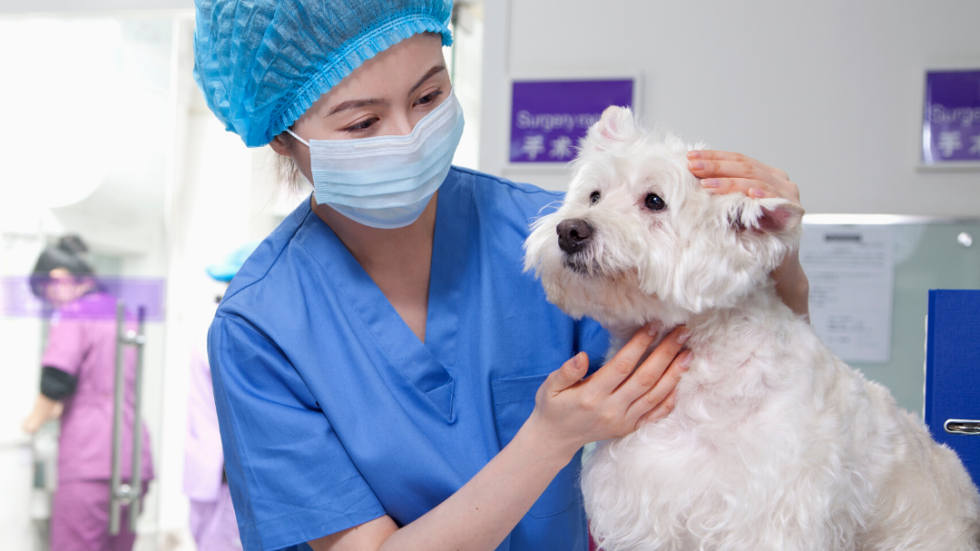 Veterinary-Client-Patient Relationship - VetMeasure