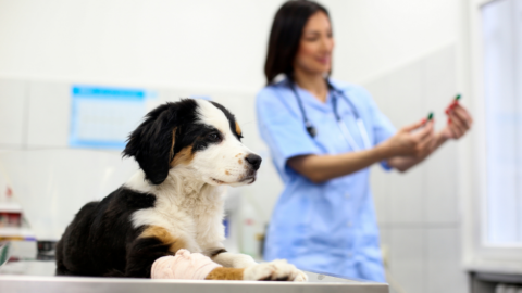 Canine Blood Transfusions - VetMeasure