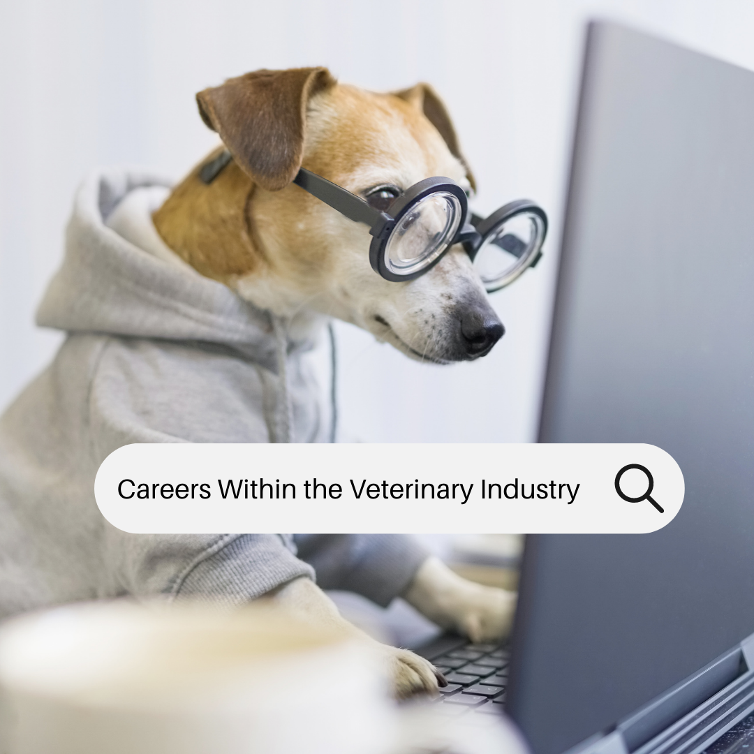 Searching for a Career Dog