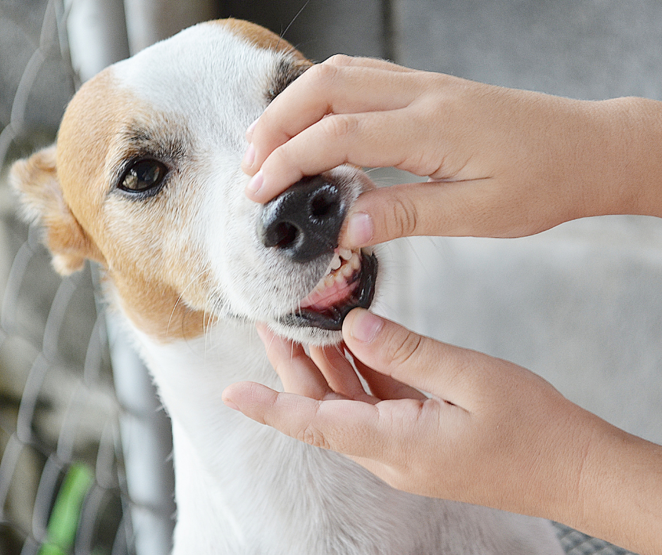 Dog looks skinny after hot sale spaying