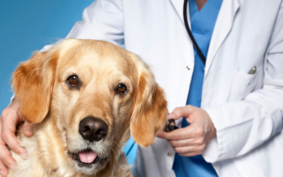 Veterinary Continuing Education (CE) Courses & Conferences for 2021