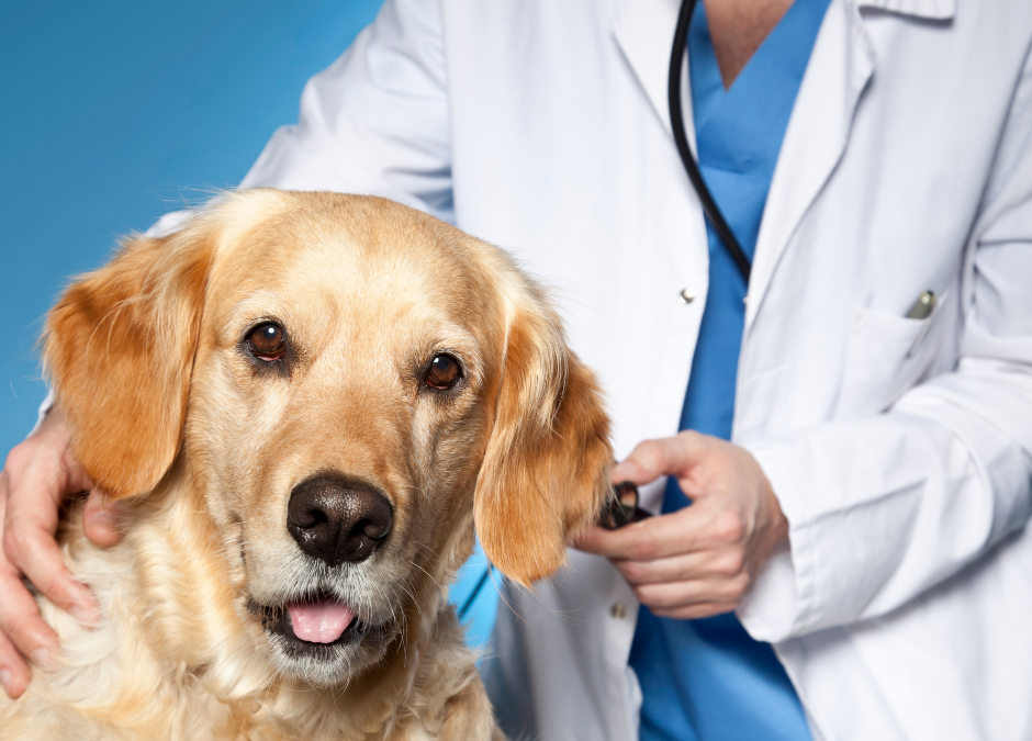 Veterinary Continuing Education (CE) Courses & Conferences for 2021