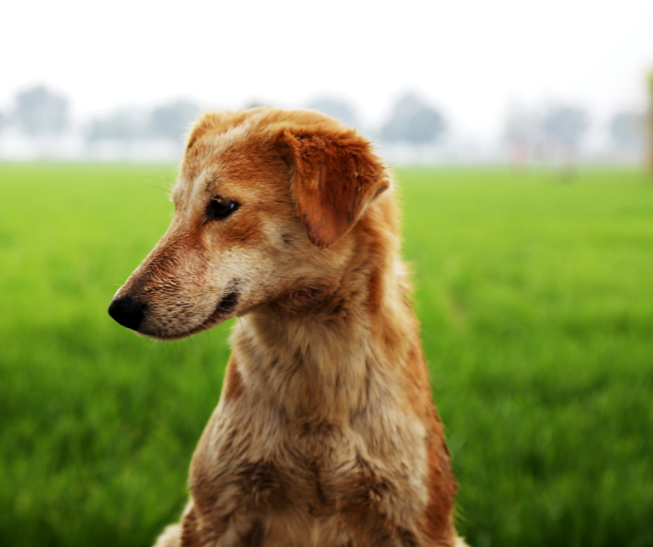 can-a-female-dog-still-bleed-after-being-spayed