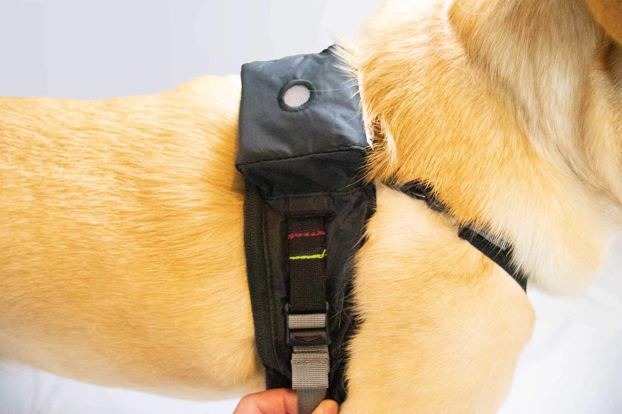 heart rate monitor dog harness