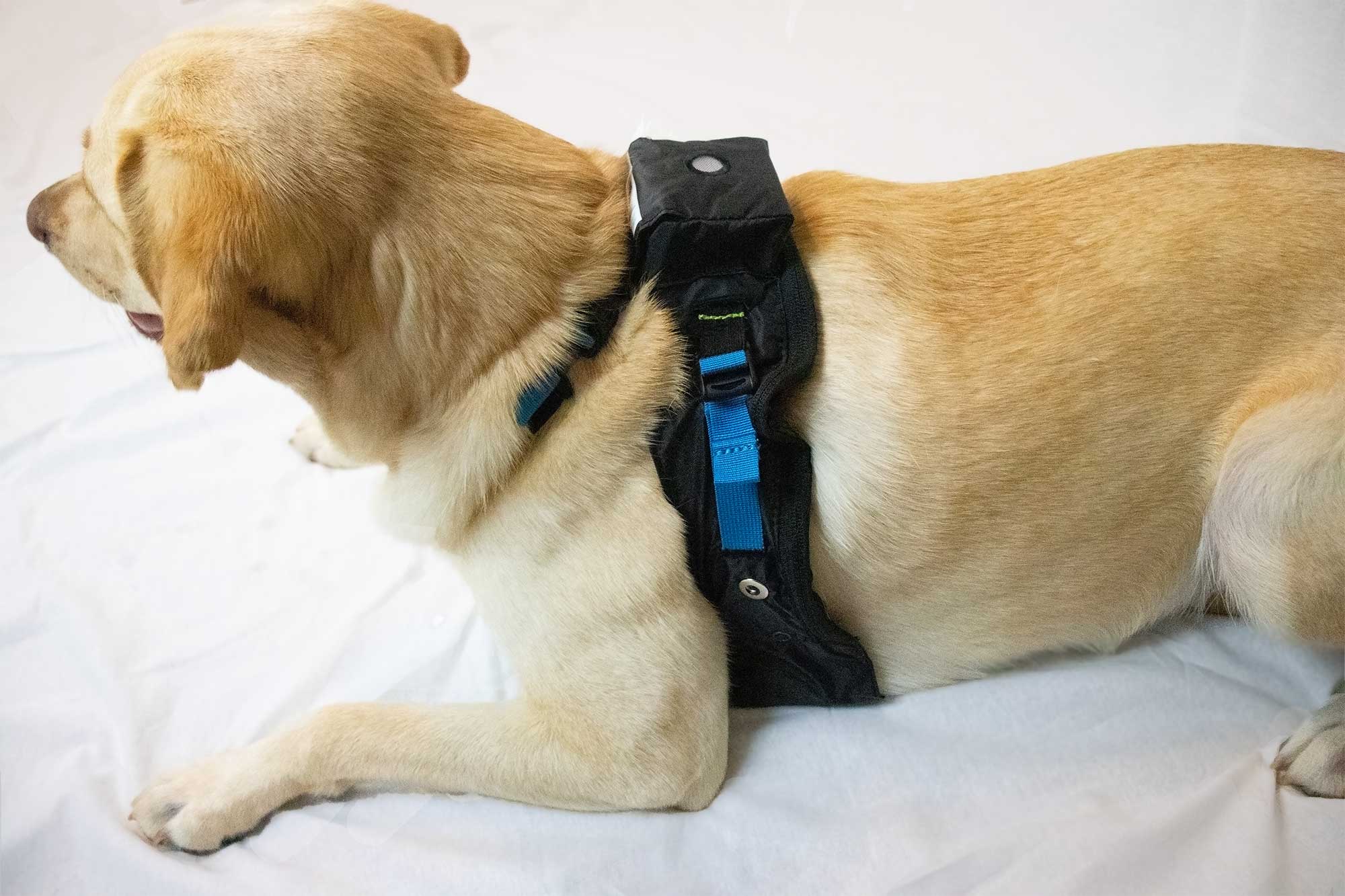 remote pet health monitoring system
