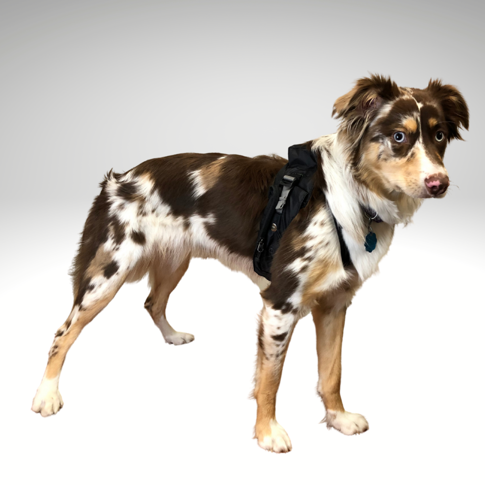 MeasureON! Continuous Heart Rate Monitor for Dogs