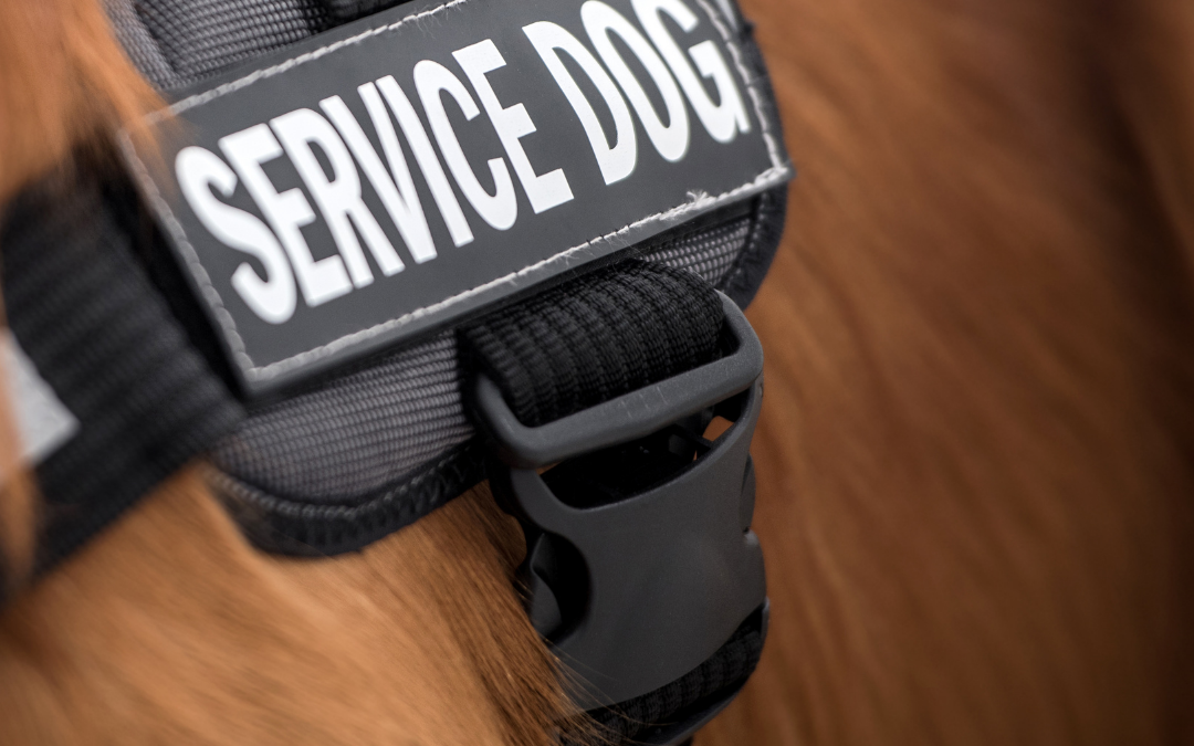 Service vs Emotional Animals, What to Know