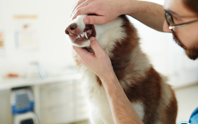 Discussing Periodontal Disease with Pet Owners