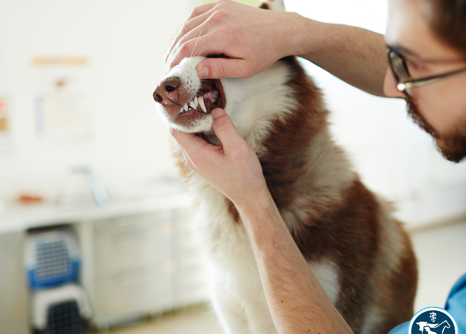 Discussing Periodontal Disease with Pet Owners