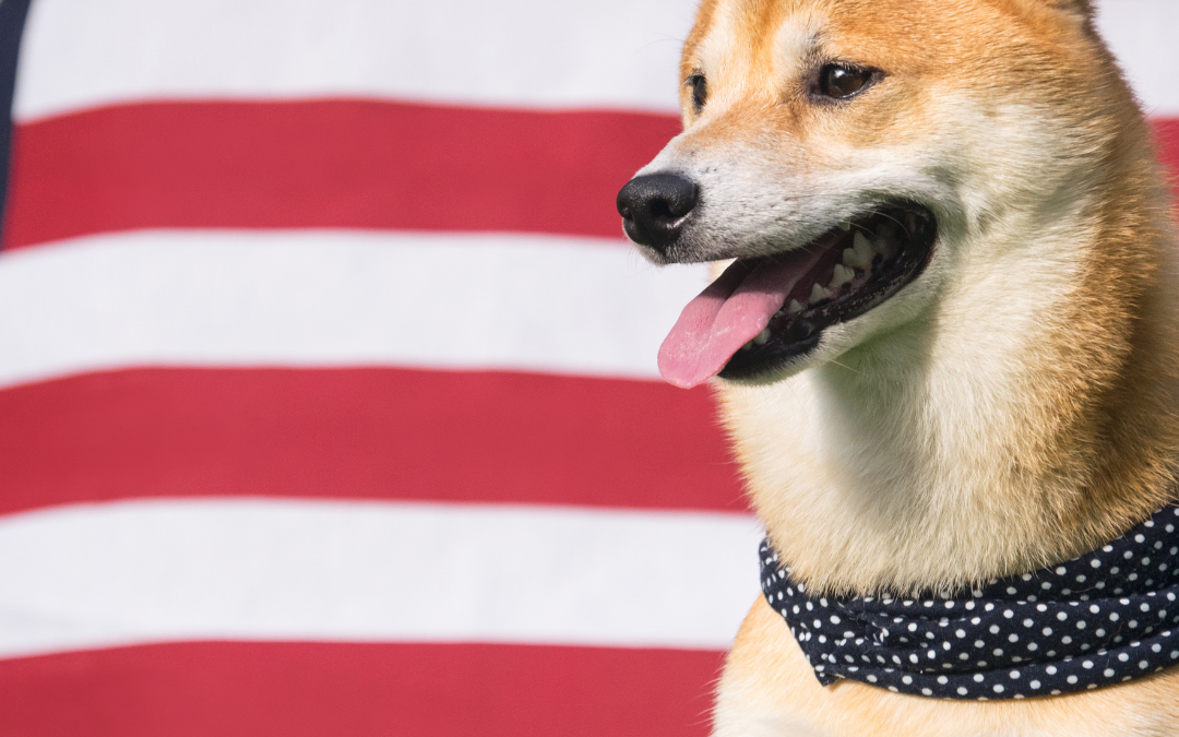 Celebrating the Fourth of July with Your Dog 