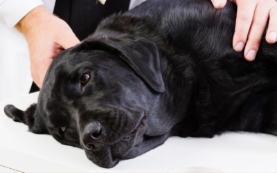 Monitoring A Terminally Ill Pet