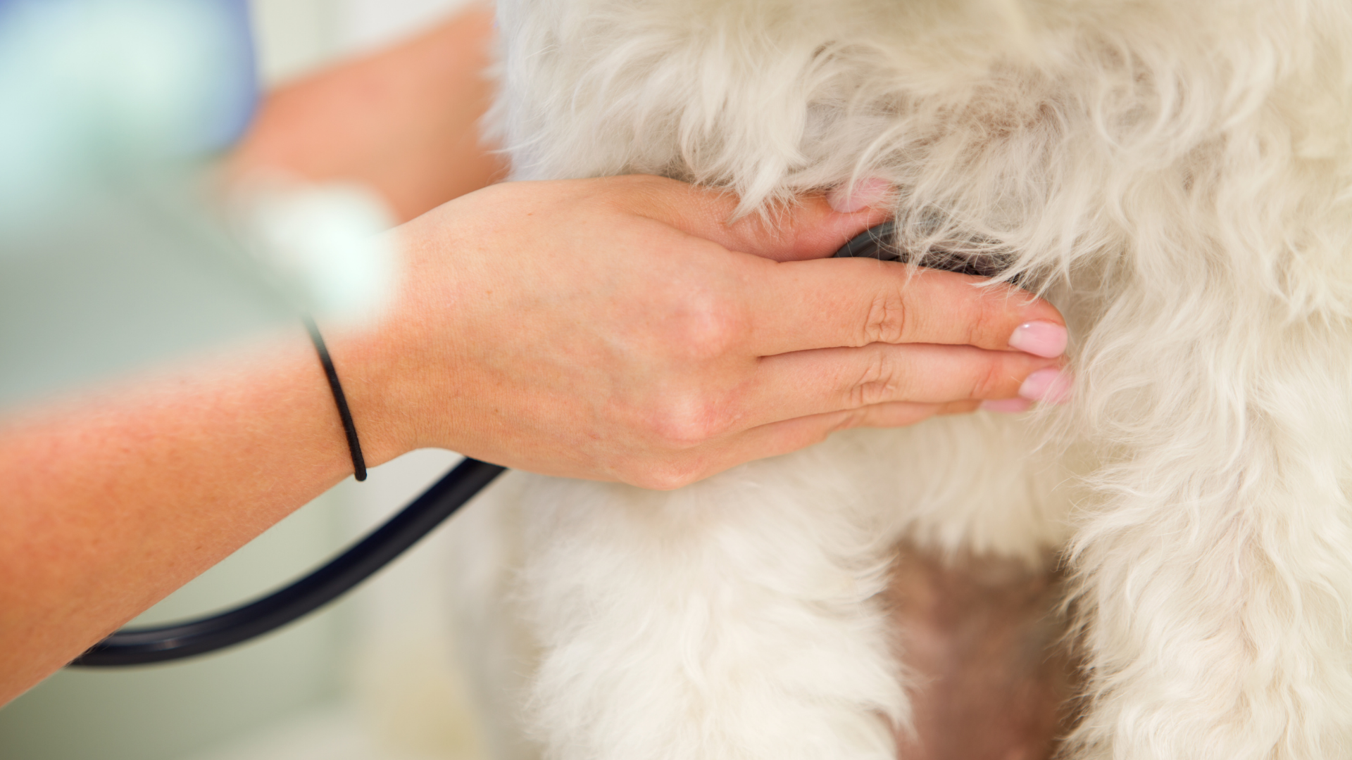 non invasive pet monitoring for dogs