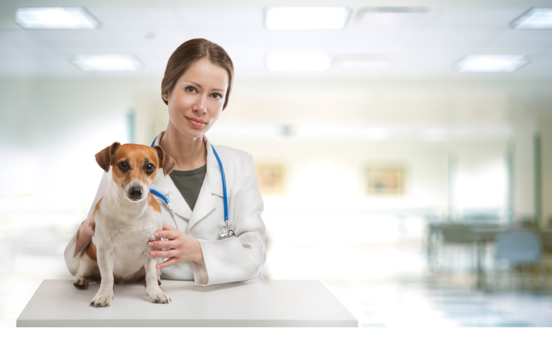 Rise in Stress Among Pandemic Veterinarians