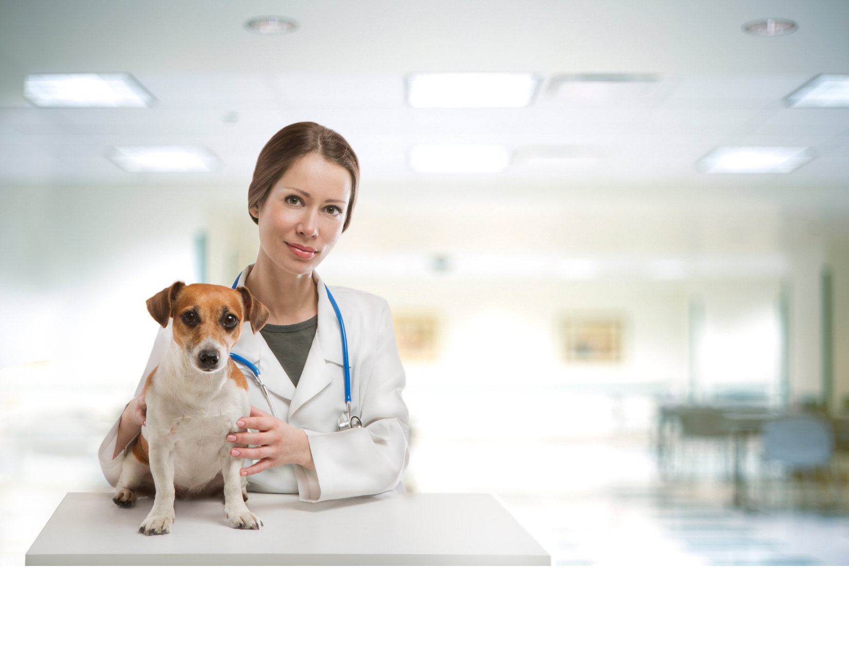 Rise in Stress Among Pandemic Veterinarians