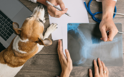 The Growing Role of Technology in Veterinary Science and What the Future Holds