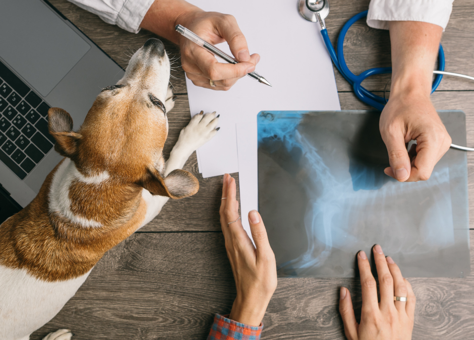 The Growing Role of Technology in Veterinary Science and What the Future Holds