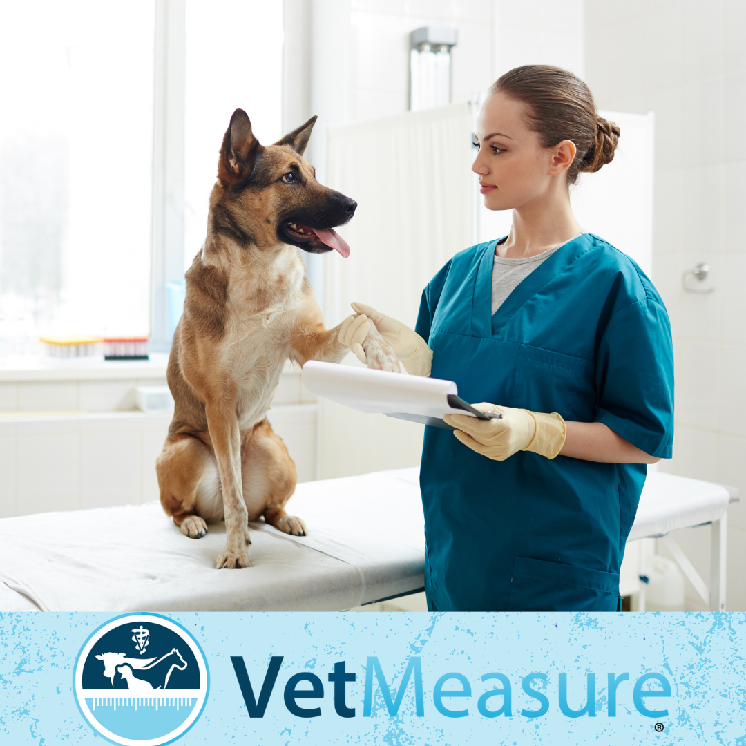 Choosing a Vet for Your Pet: Dog in Vet Office