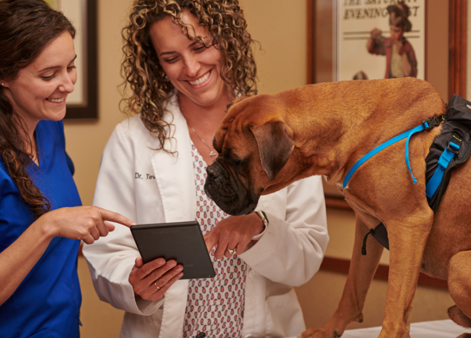 5 Tips to Jumpstart Your Veterinary Business